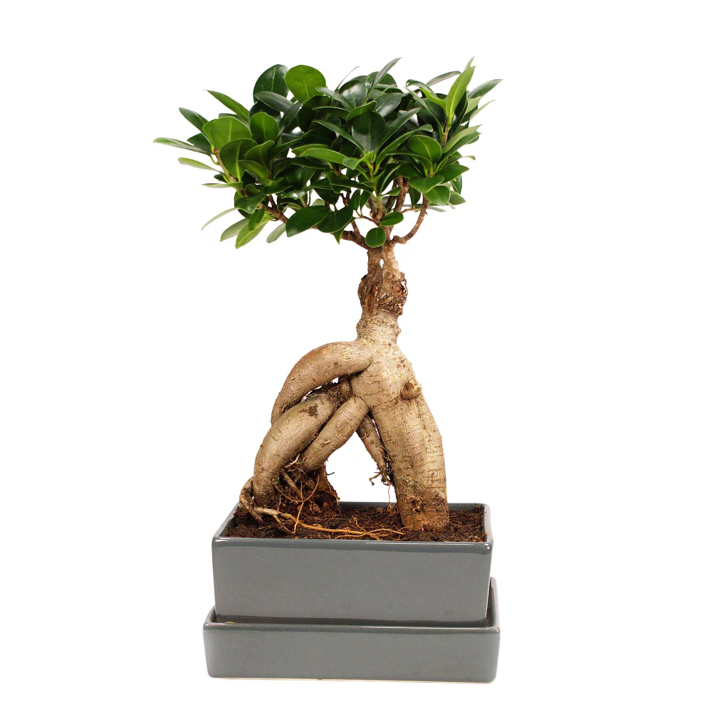 Ginseng-Bonsai im Keramikübertopf mit Wasserspeicher - Image 3