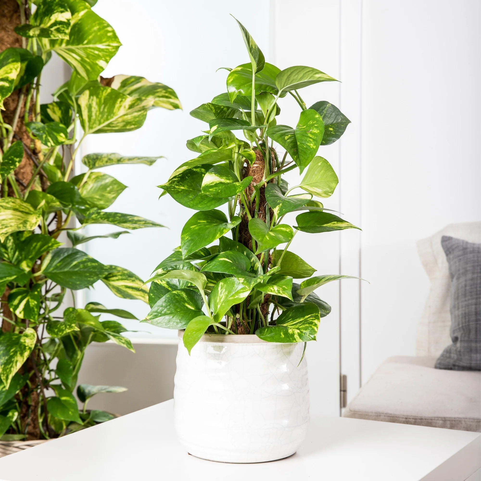 Vorschaubild 1
