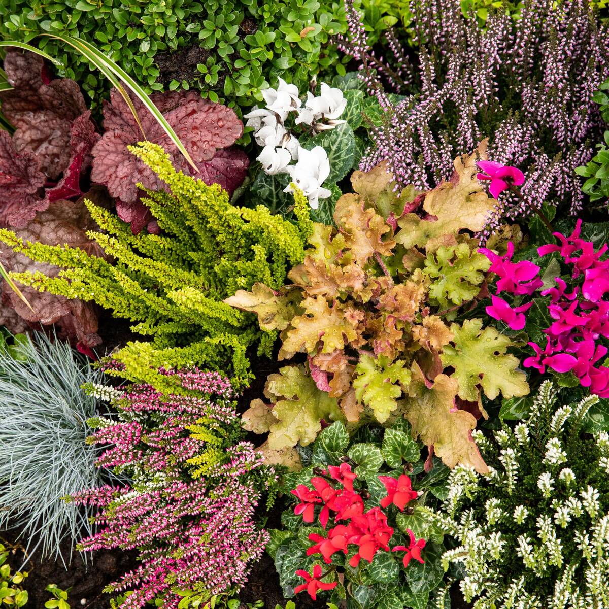 Grabbepflanzung "Herbstlicher Mix"