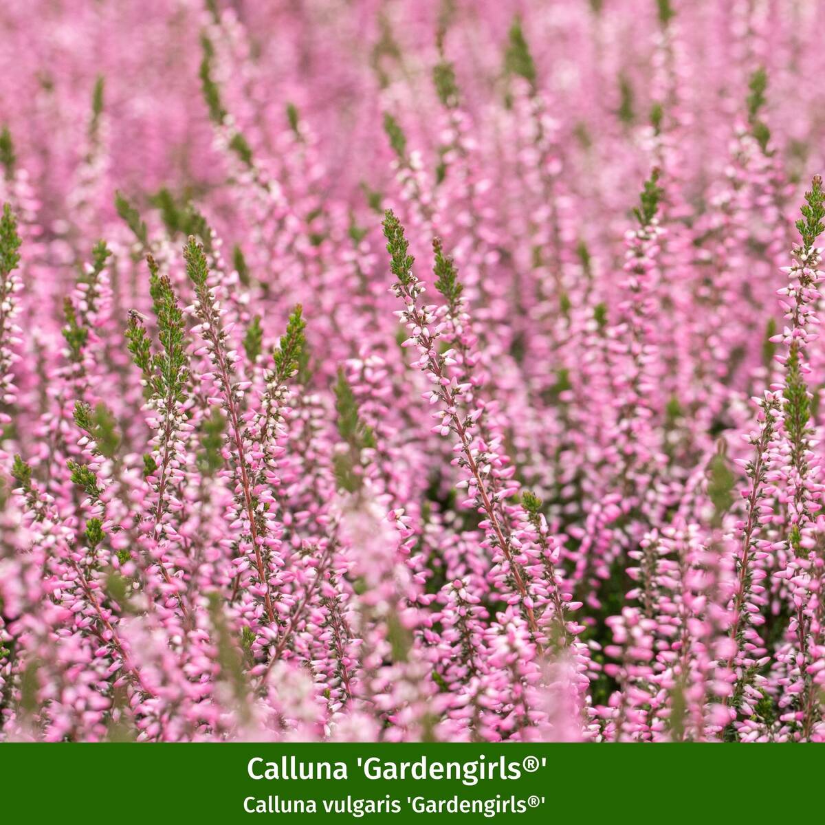 Grabbepflanzung "Herbstlicher Mix" - Image 10