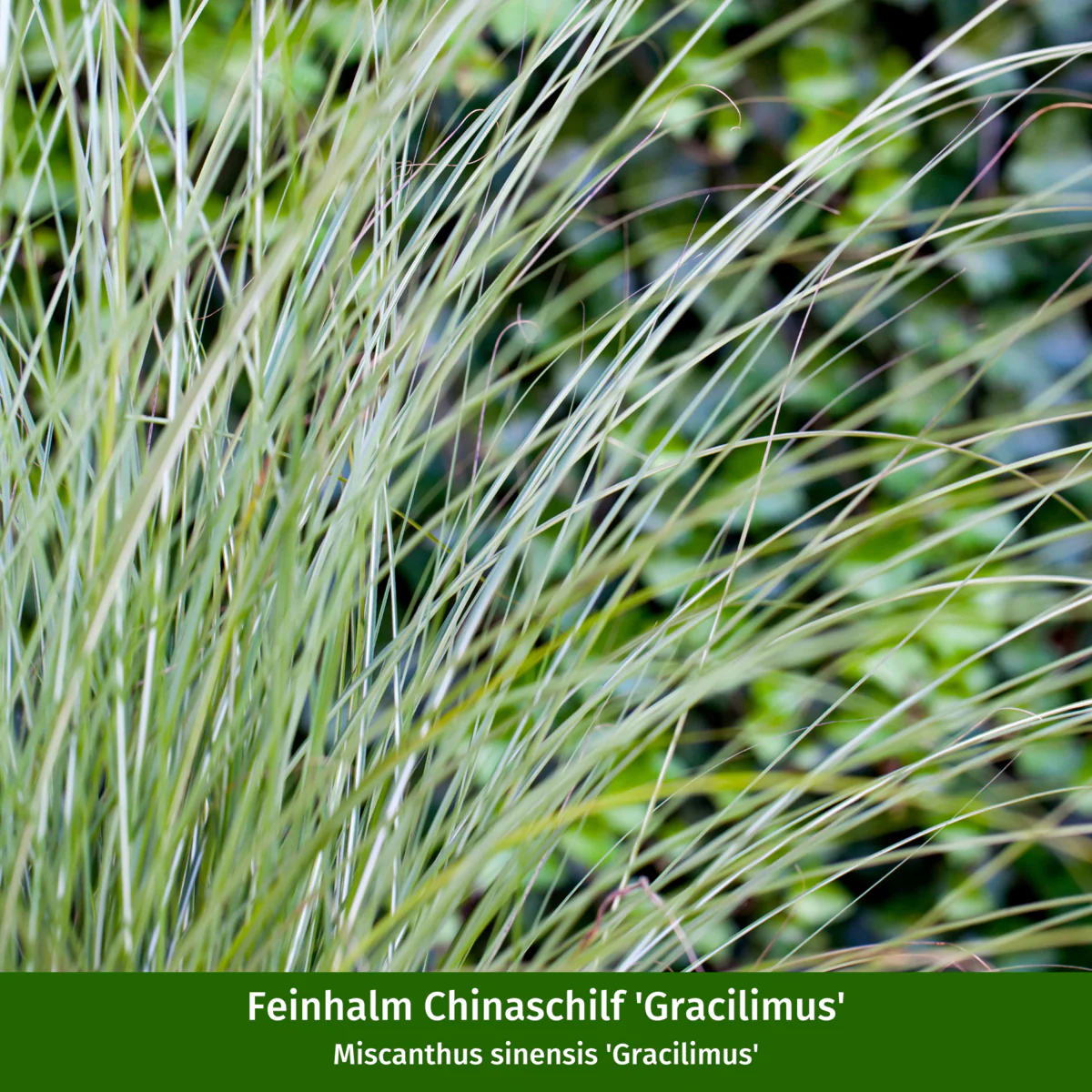 Gräser "Indian Summer", 8 Pflanzen - Image 2