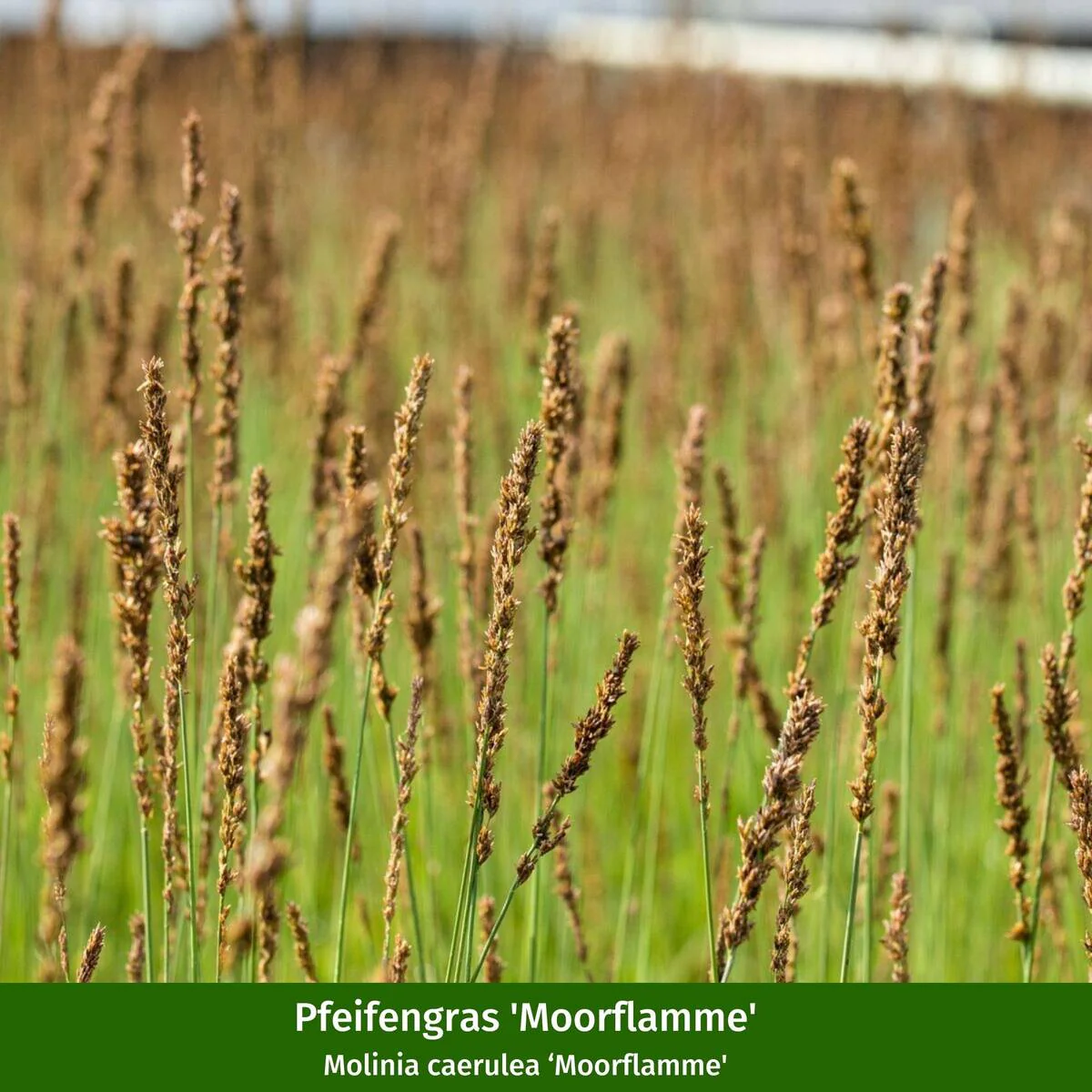 Gräser-Set "Heideköniginnen", 7 Pflanzen - Image 4