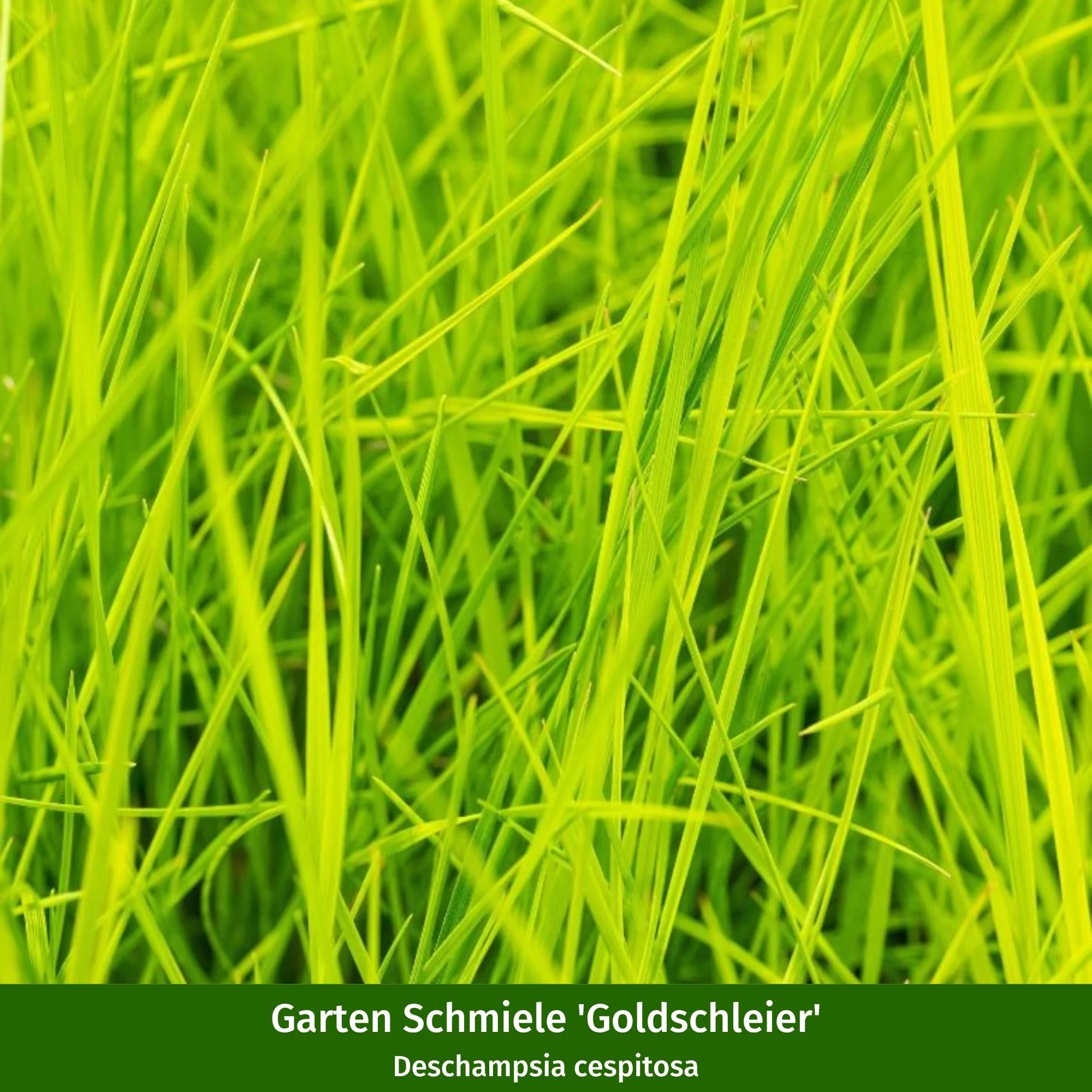 Gräserbeet "Grüner Sichtschutz" - Image 6