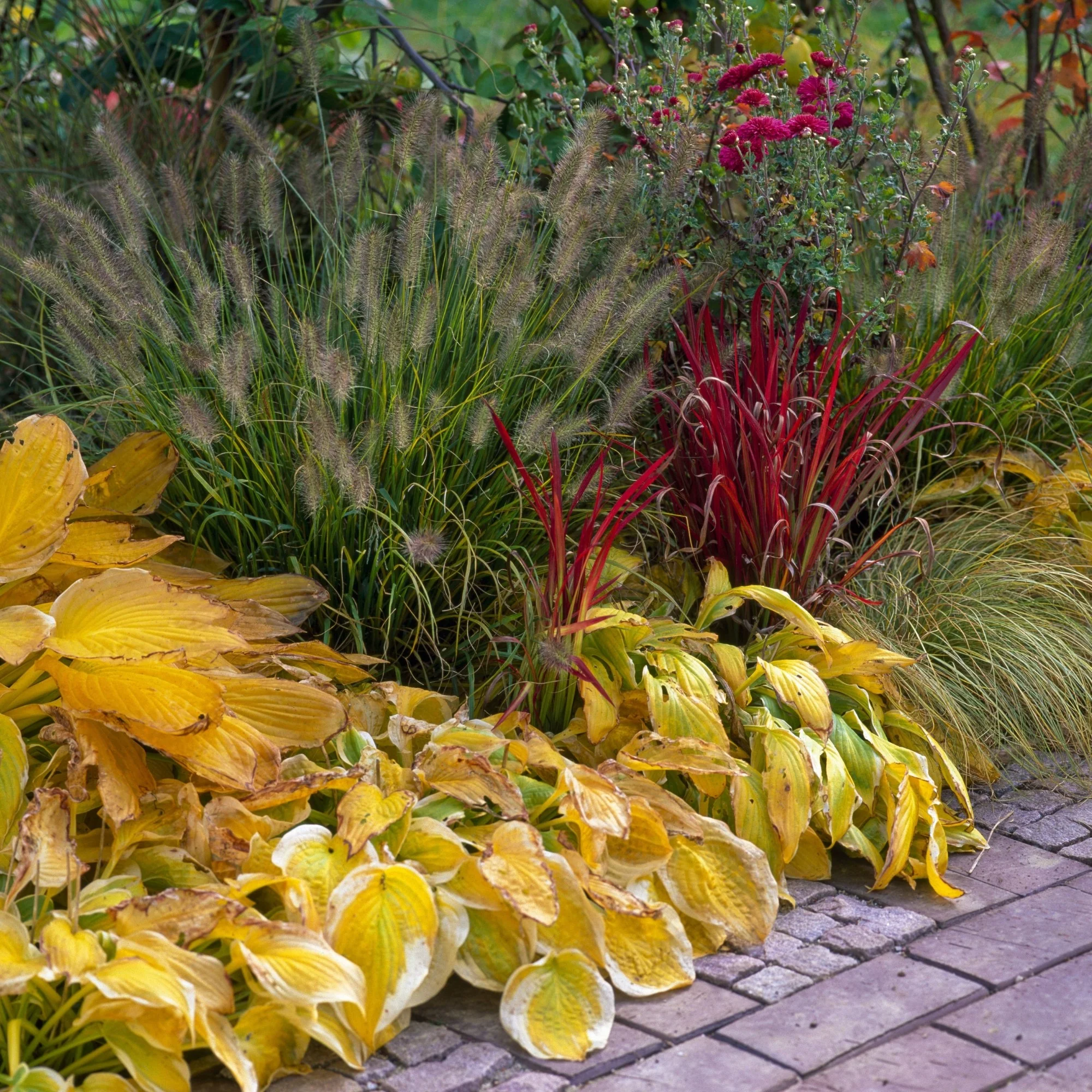 Gräserbeet "Herbstgarten für den Schatten"