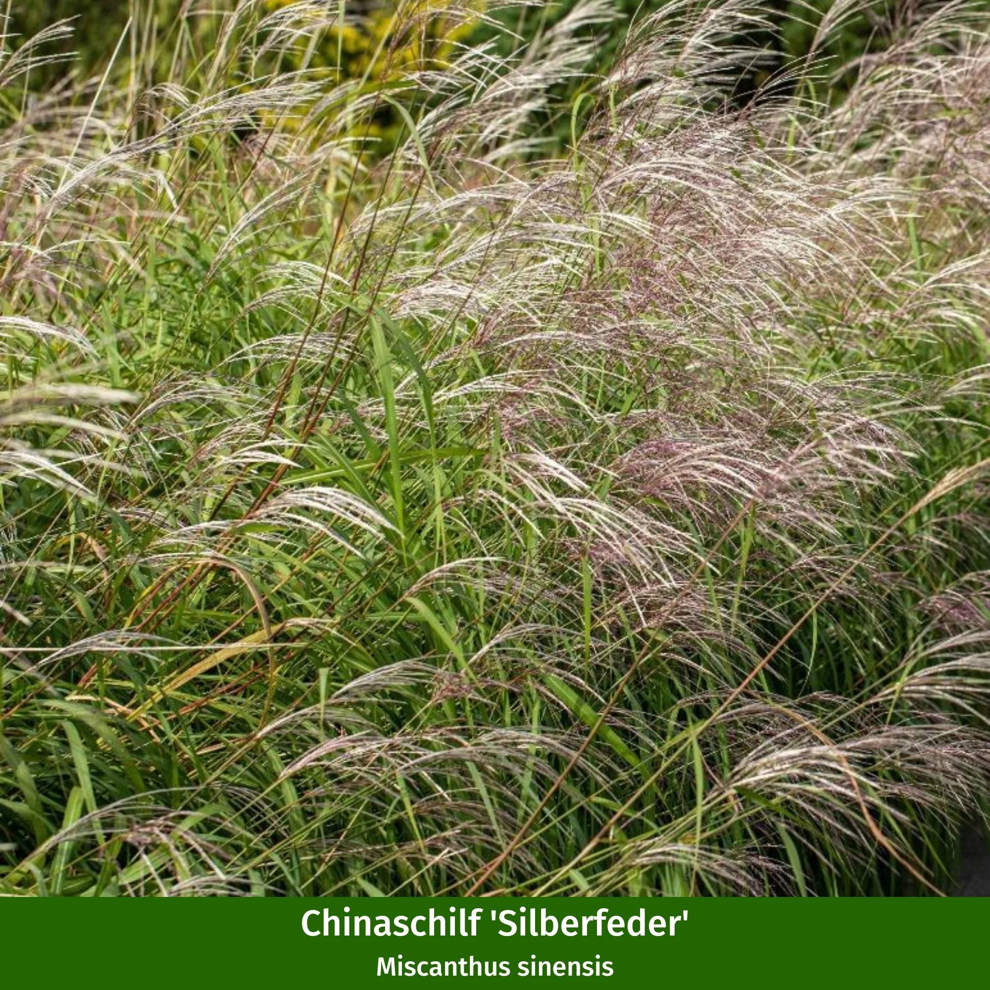 Gräserbeet "Grüner Sichtschutz" - Image 4