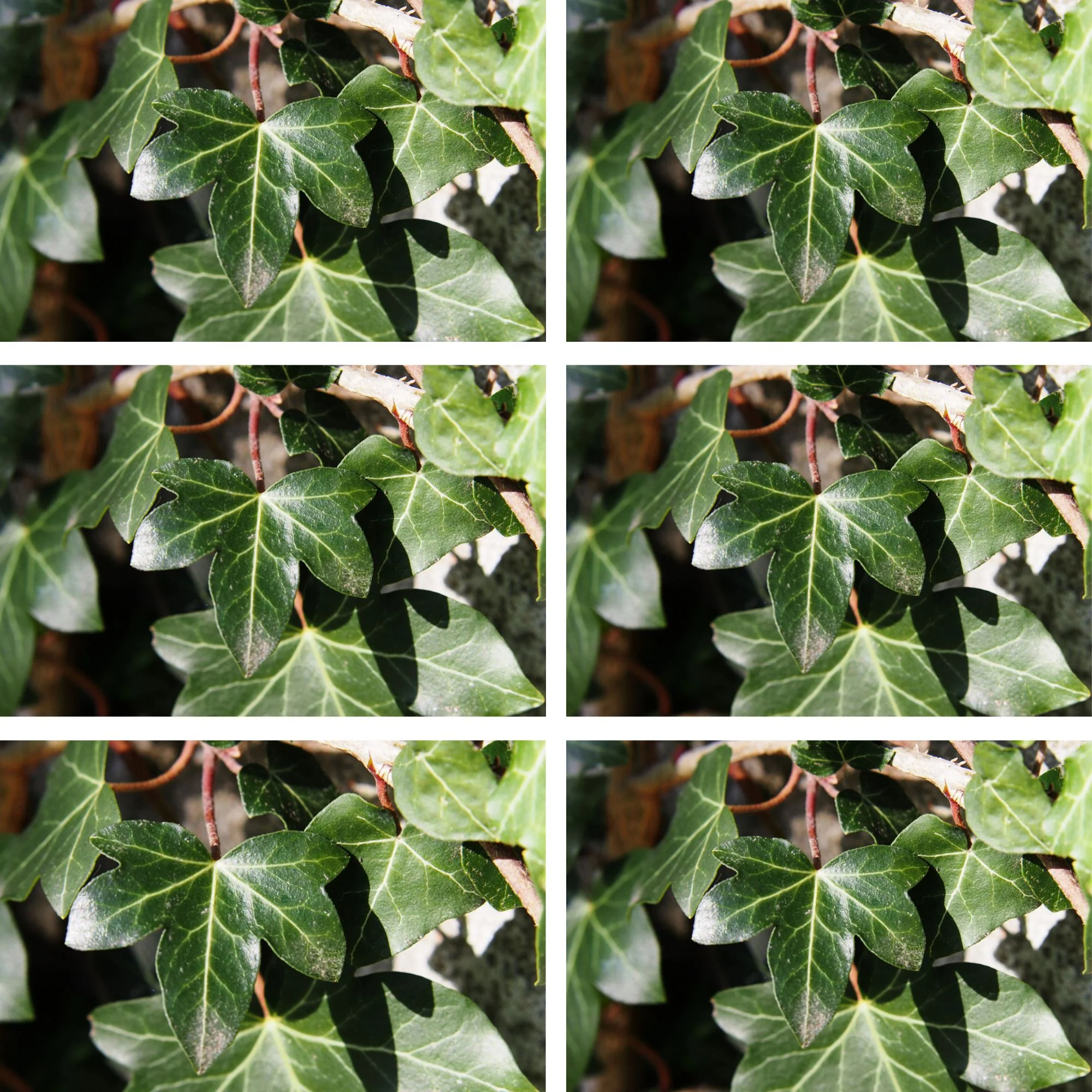 Großblättriger Irischer Efeu 'Hibernica', 12 Pflanzen - Image 3