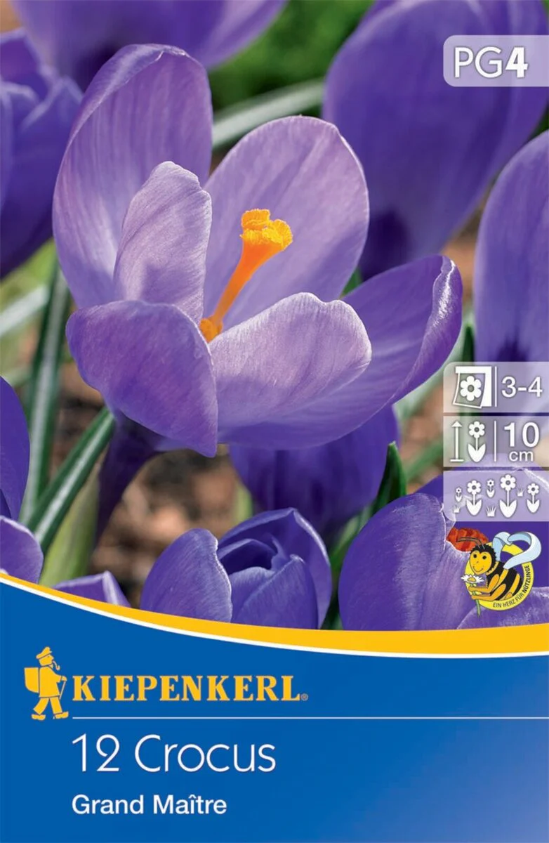 Großblumiger Krokus 'Grand Maitre', 12 Zwiebeln