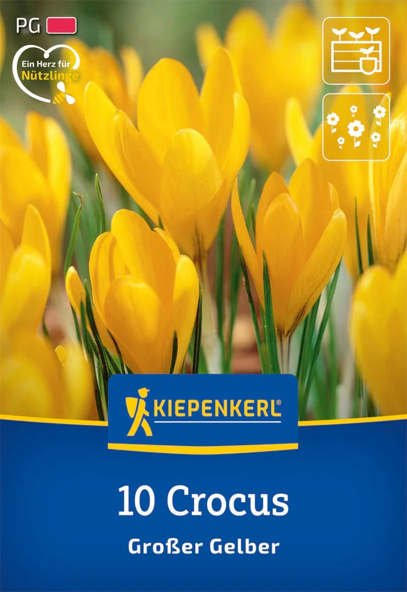 Großblumiger Krokus 'Großer Gelber', 10 Zwiebeln