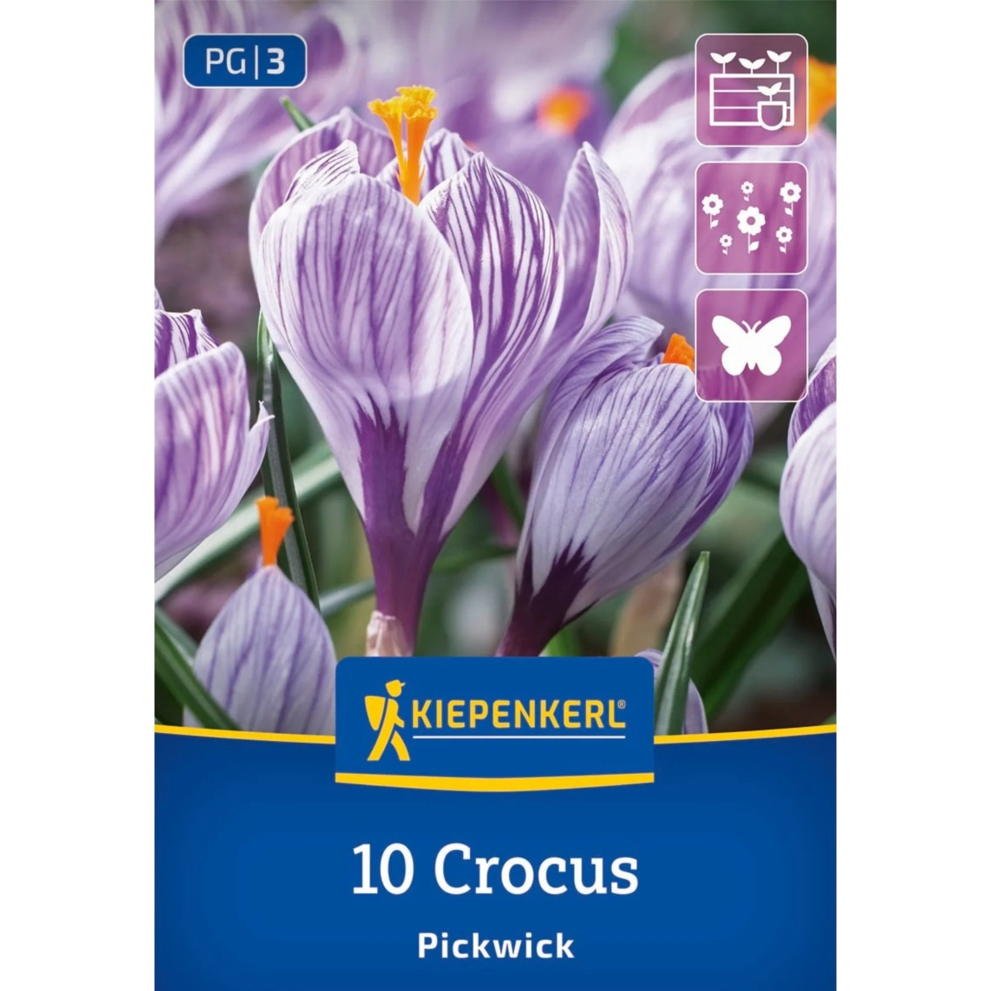 Großblumiger Krokus 'Pickwick', 10 Zwiebeln