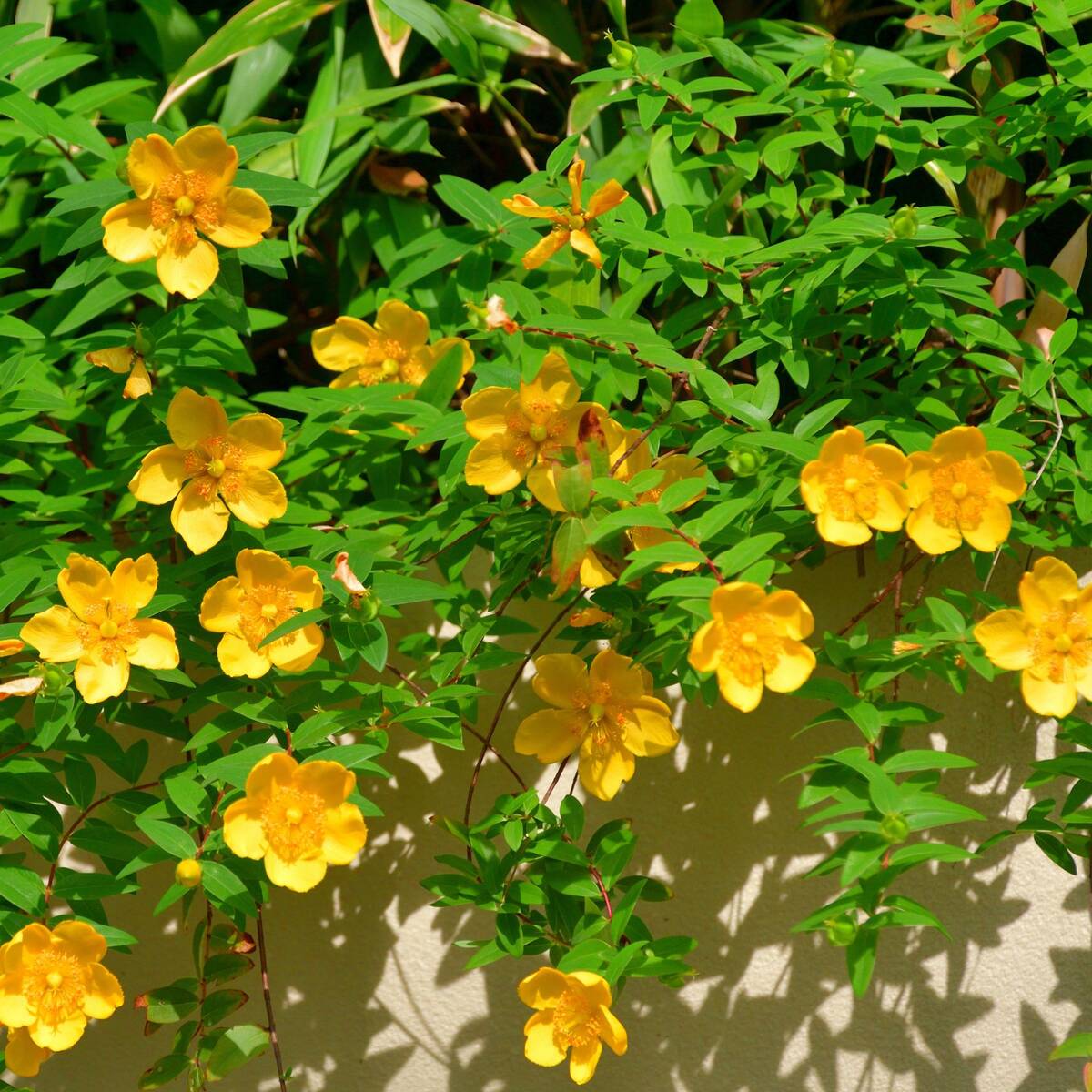 Großblumiges Johanniskraut 'Hidcote', 12 Pflanzen