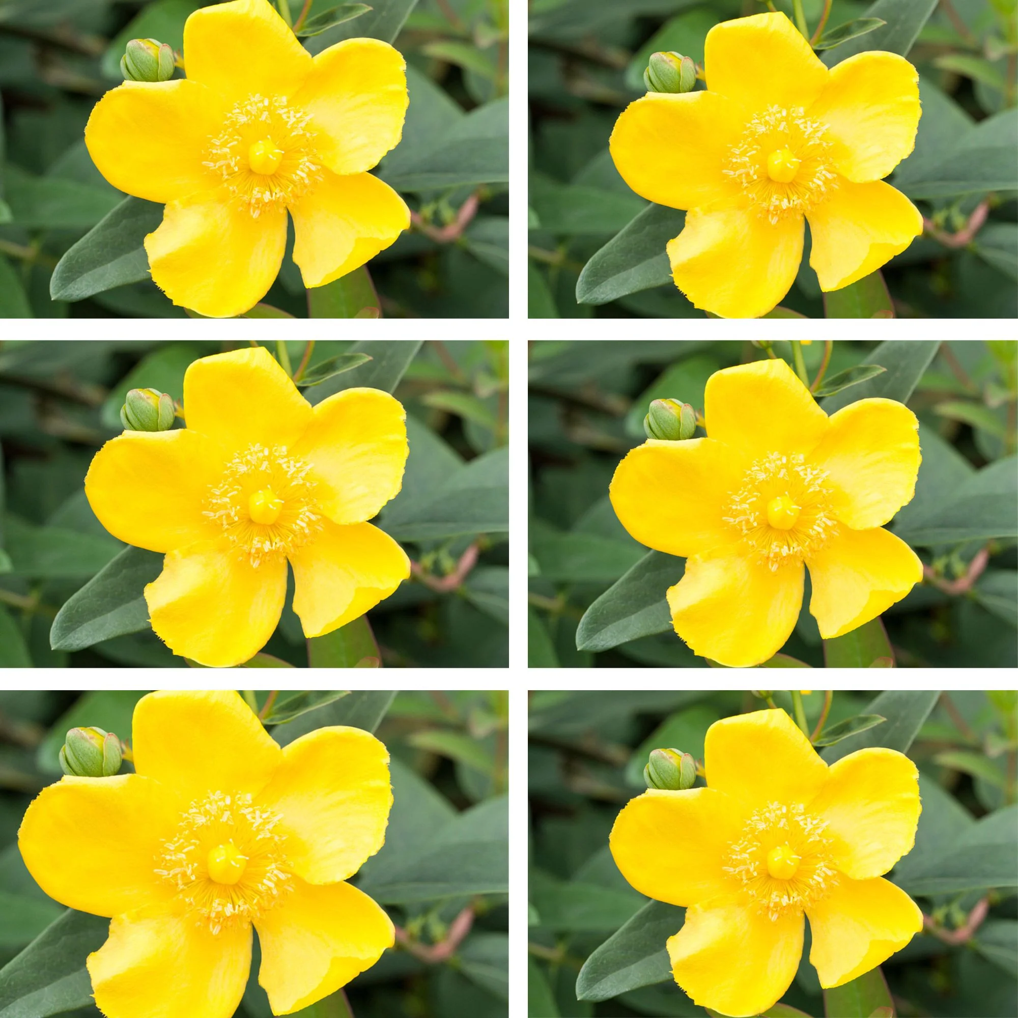 Großblumiges Johanniskraut 'Hidcote', 12 Pflanzen - Image 2