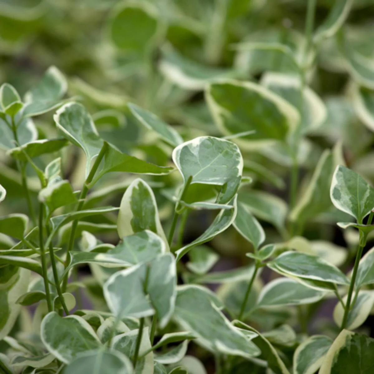 Großes Immergrün 'Variegata'