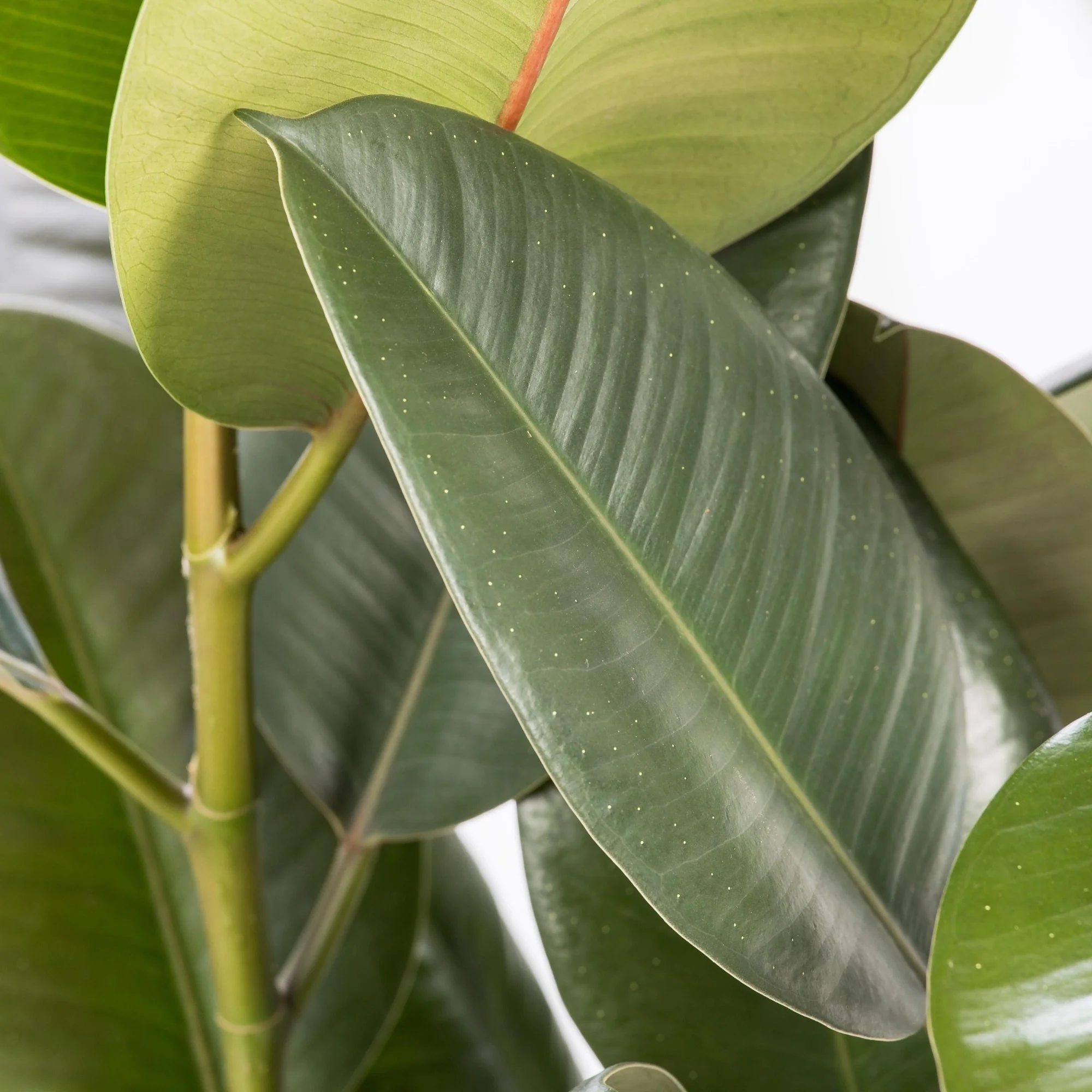 Gummibaum 'Robusta' - Image 2