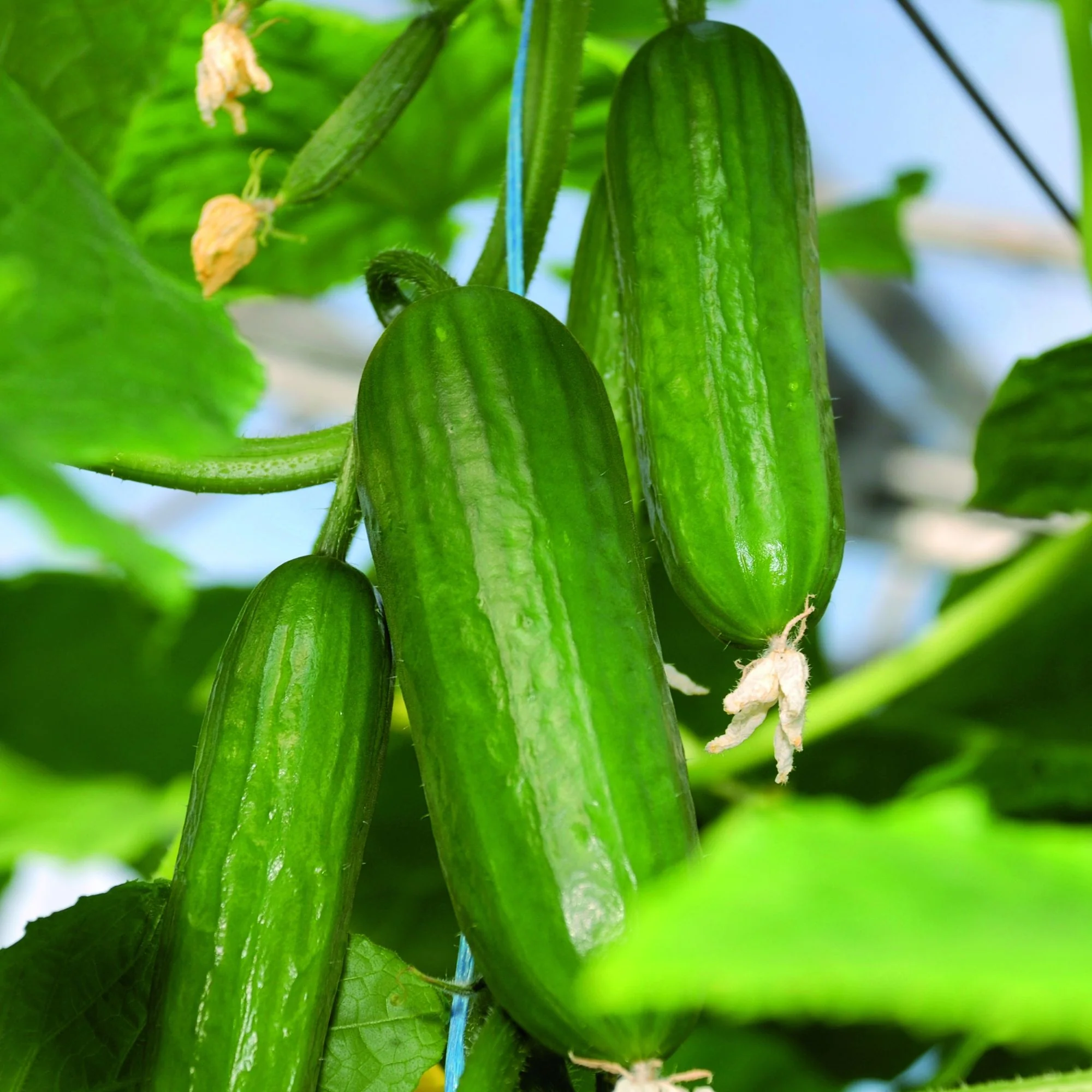 Gurke 'Gerlinde', F1