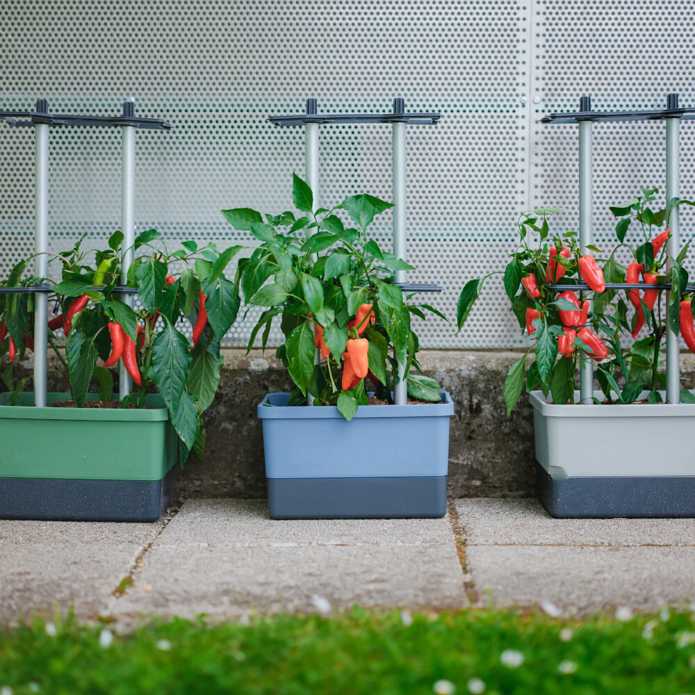 Gusta Garden CHARLY CHILI - Image 14