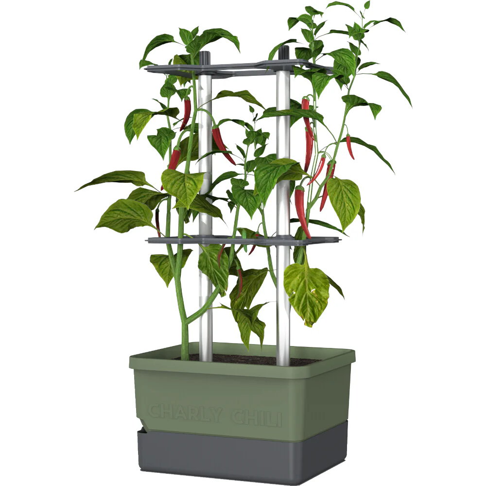 Gusta Garden CHARLY CHILI - Image 18