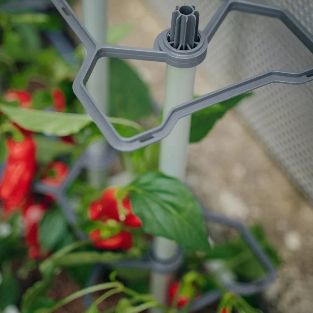 Gusta Garden CHARLY CHILI - Image 34
