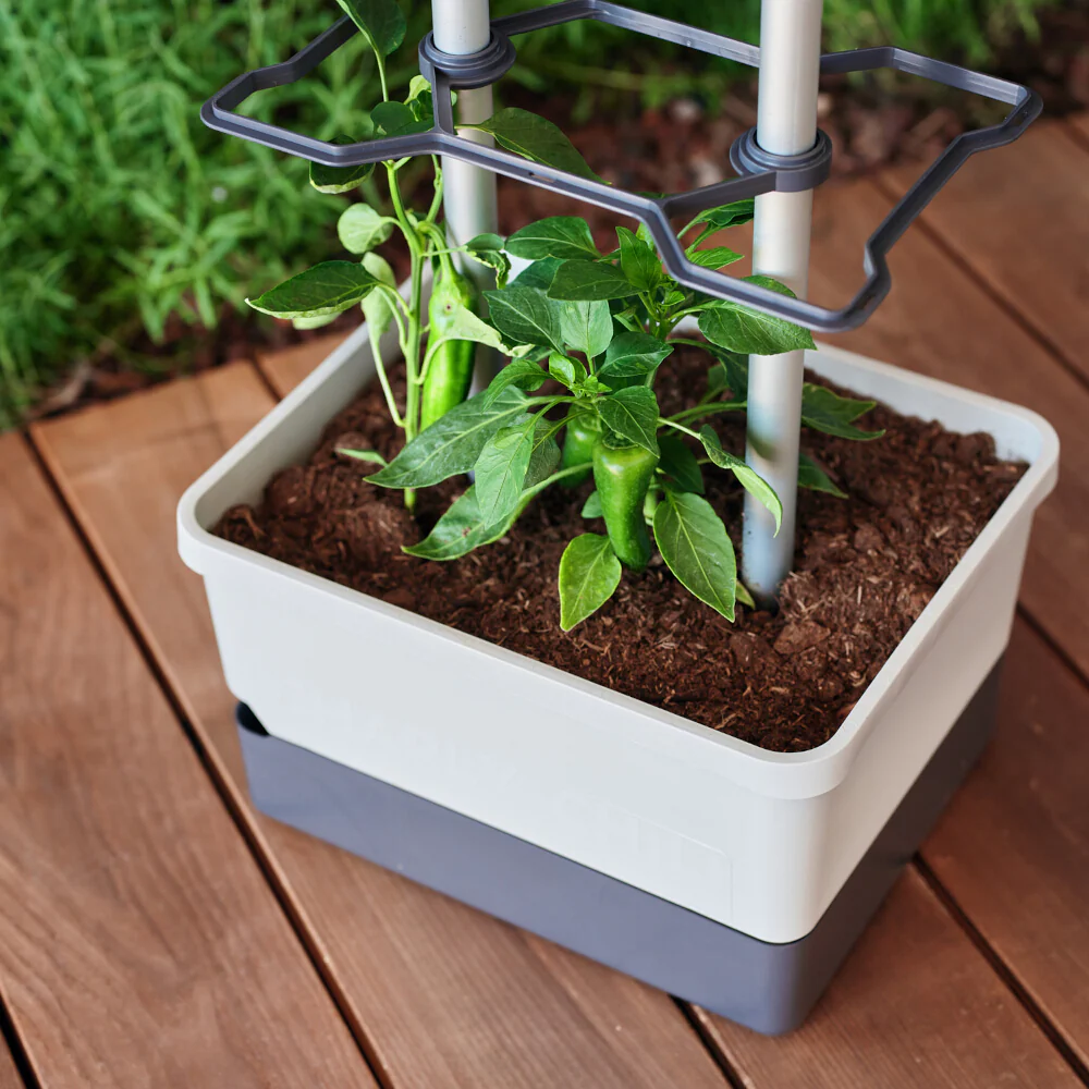 Gusta Garden CHARLY CHILI - Image 49
