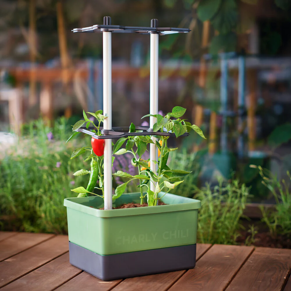 Gusta Garden CHARLY CHILI - Image 54