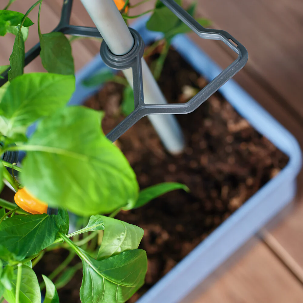 Gusta Garden CHARLY CHILI - Image 62