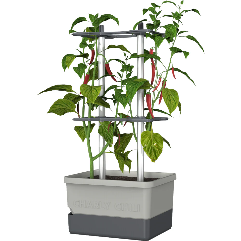 Gusta Garden Chili Starter-Set - Image 12