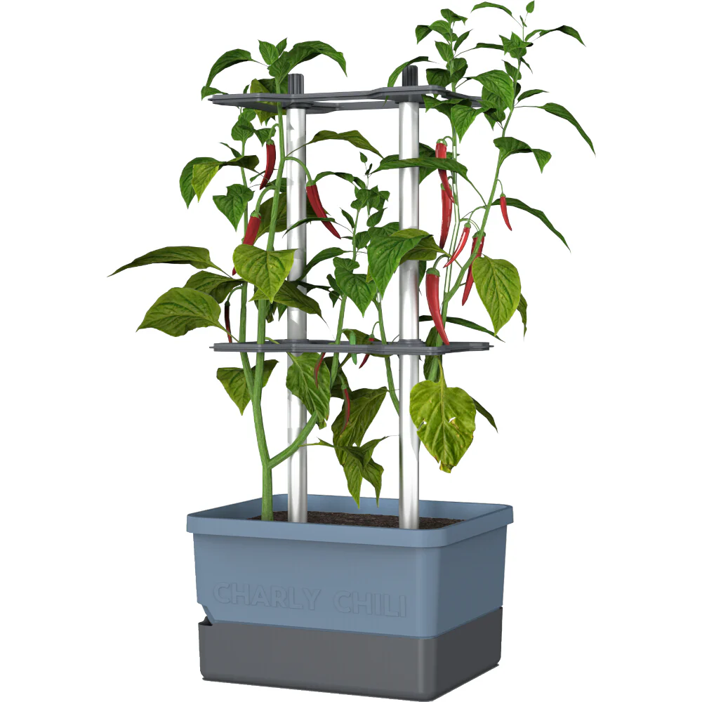 Gusta Garden Chili Starter-Set - Image 8