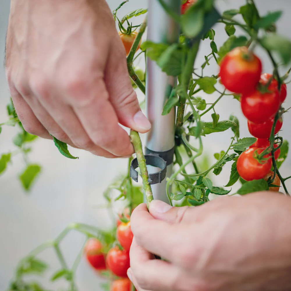 Gusta Garden Rankhilfe TOMATO BUDDY - Image 6