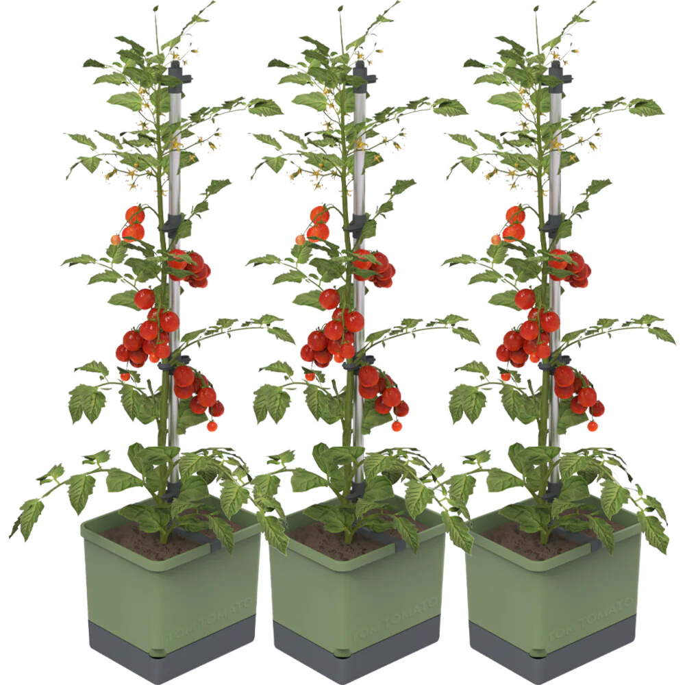Gusta Garden TOM TOMATO - Image 13