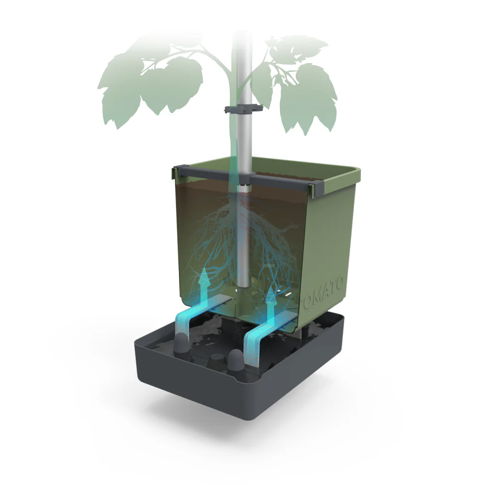 Gusta Garden TOM TOMATO - Image 3