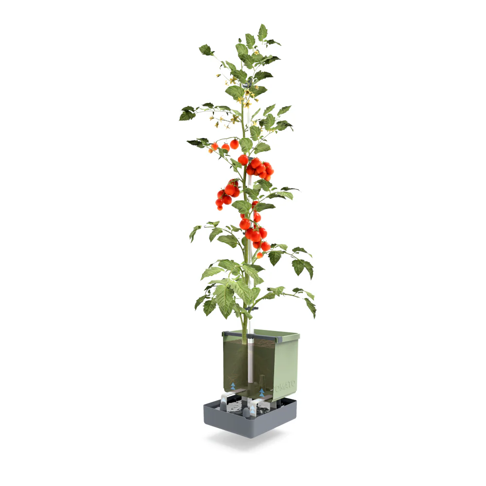 Gusta Garden TOM TOMATO - Image 32