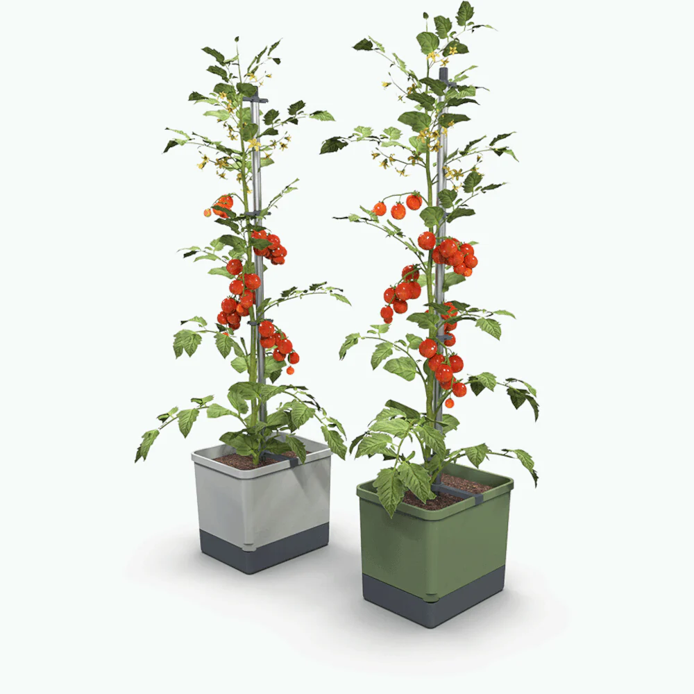 Gusta Garden TOM TOMATO - Image 36
