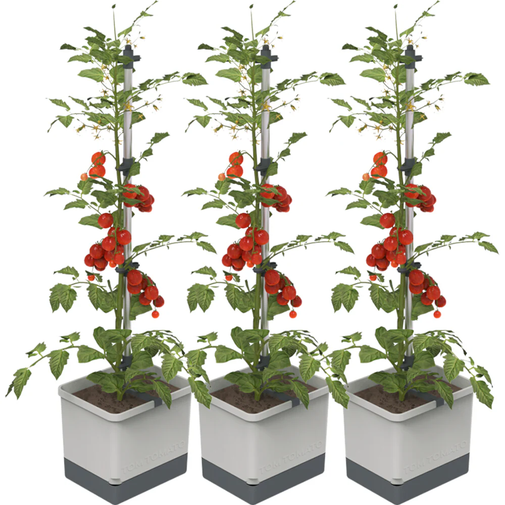 Gusta Garden TOM TOMATO - Image 7