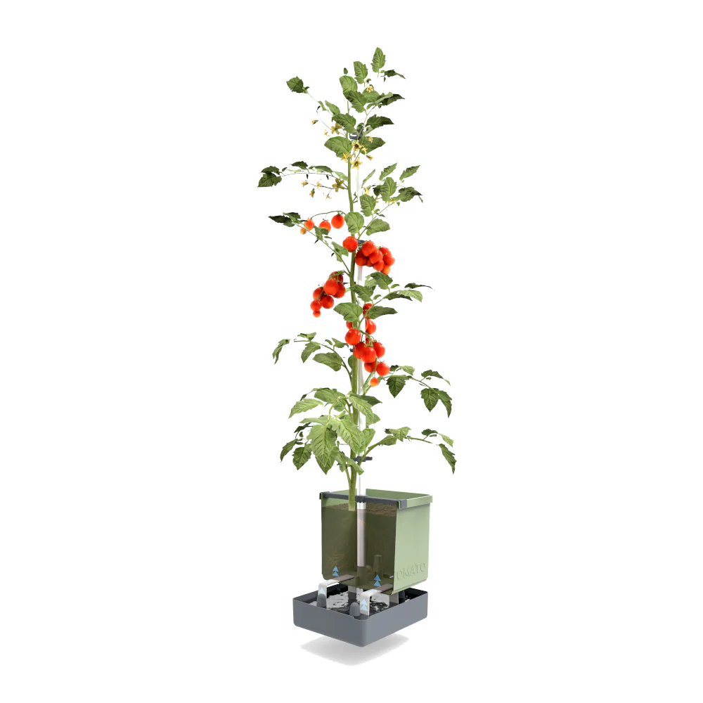 Gusta Garden TOM TOMATO - Image 8