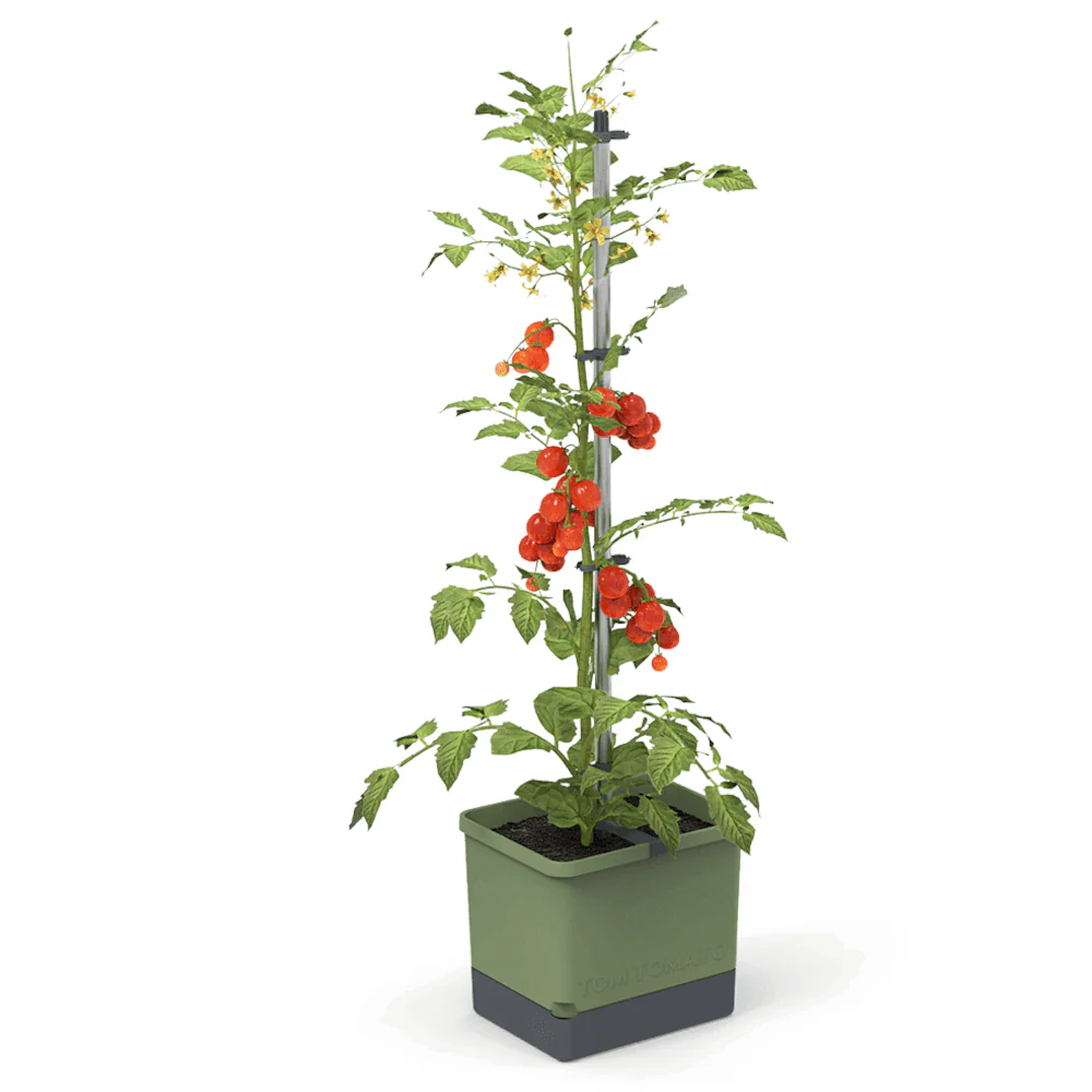 Gusta Garden Tomaten Starter-Set - Image 14