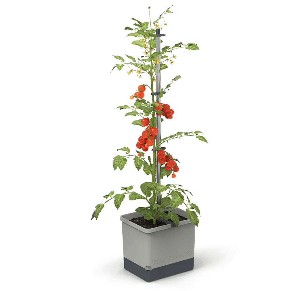 Gusta Garden Tomaten Starter-Set - Image 4