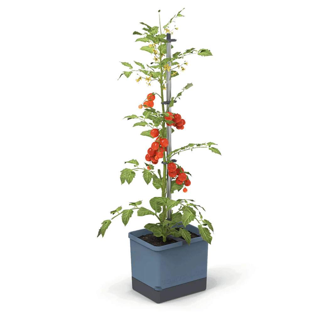 Gusta Garden Tomaten Starter-Set - Image 5