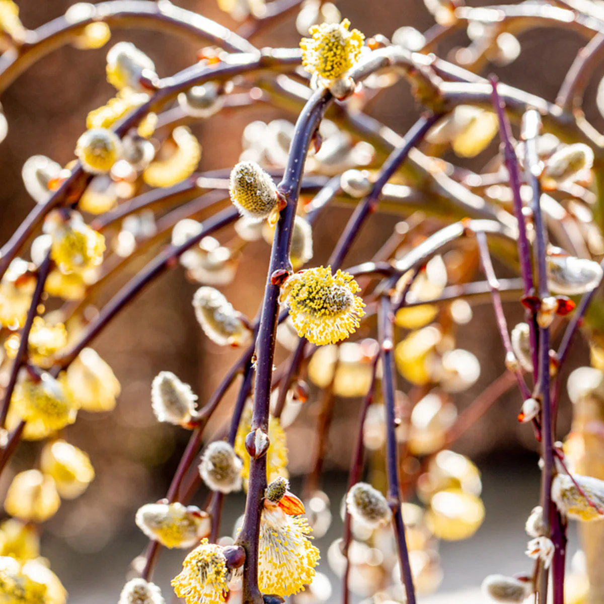 Hängekätzchenweide 'Pendula' - Image 3