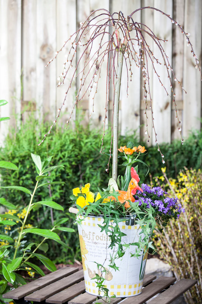 Hängekätzchenweide 'Pendula' - Image 4
