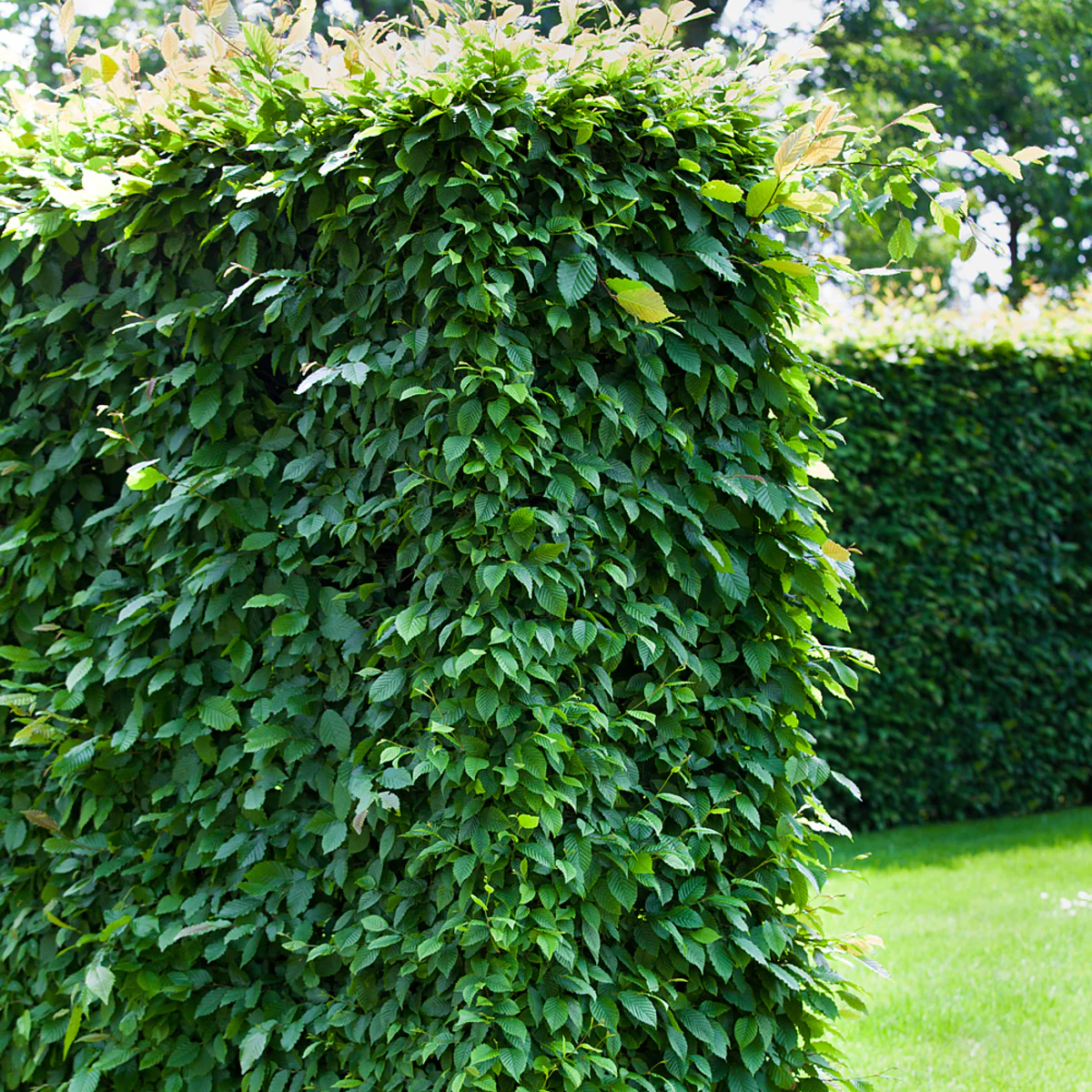 Hainbuche-Hecke