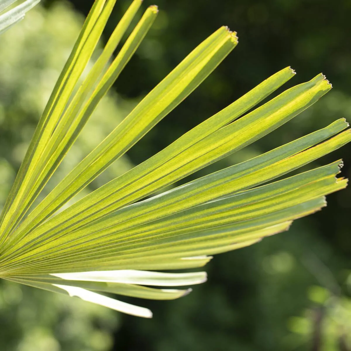Hanfpalme - Image 2