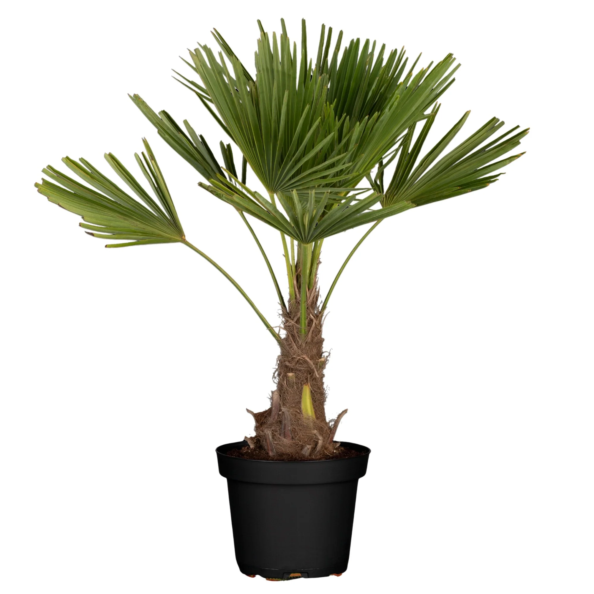 Hanfpalme - Image 3