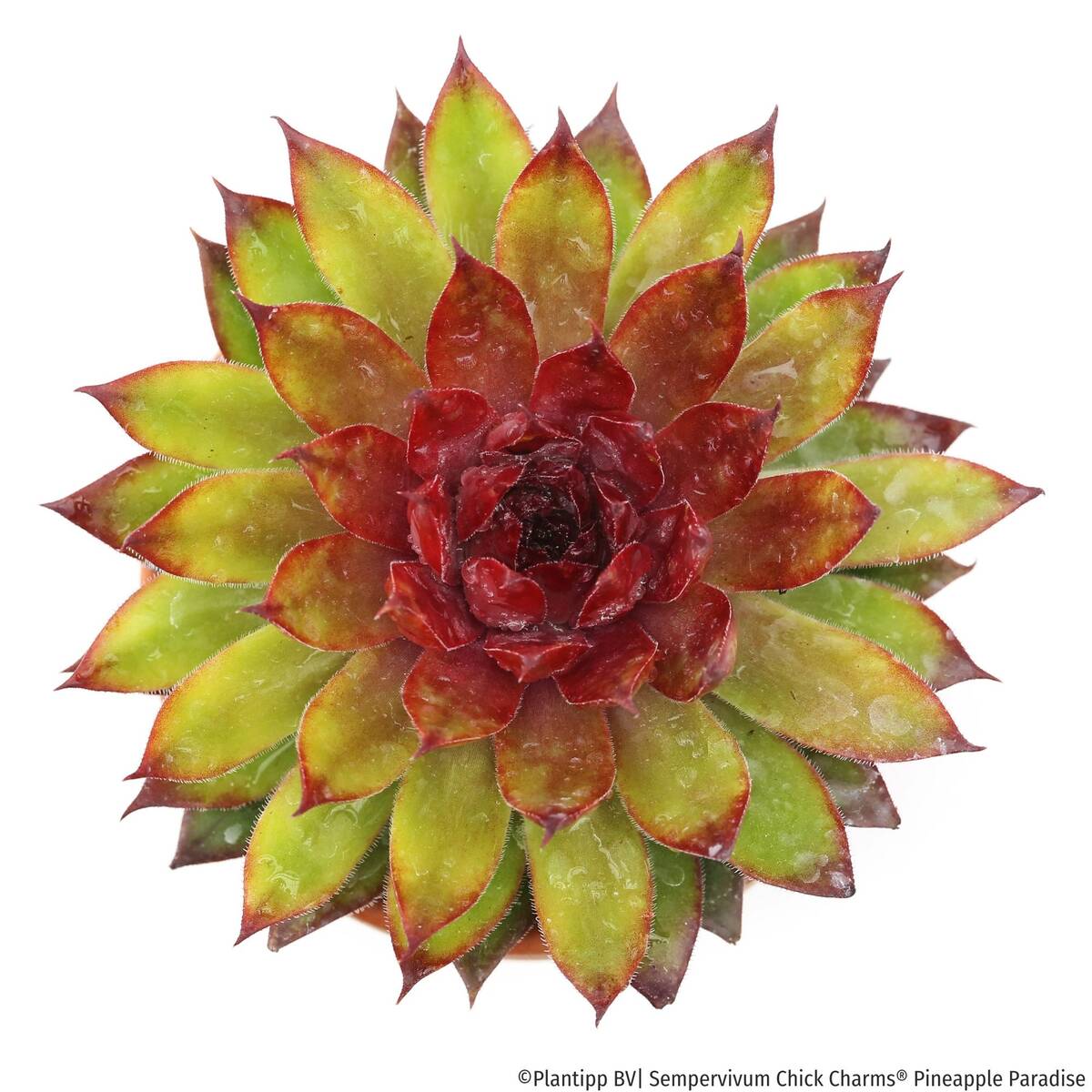 Hauswurz Chick Charms® 'Pineapple Paradise' - Image 2