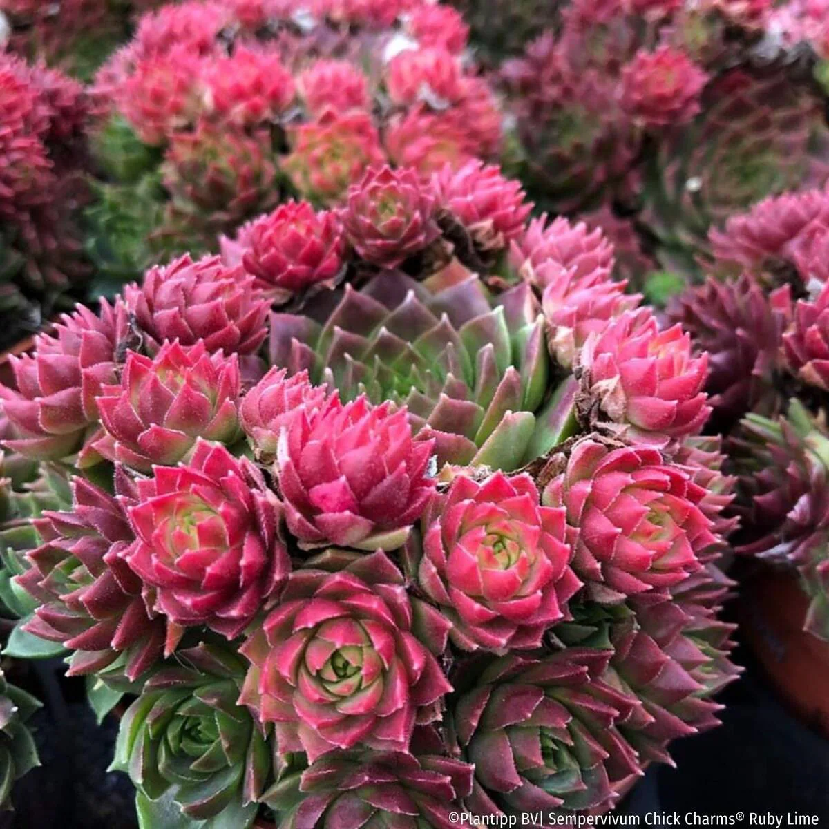 Hauswurz 'Ruby Lime®' - Image 2