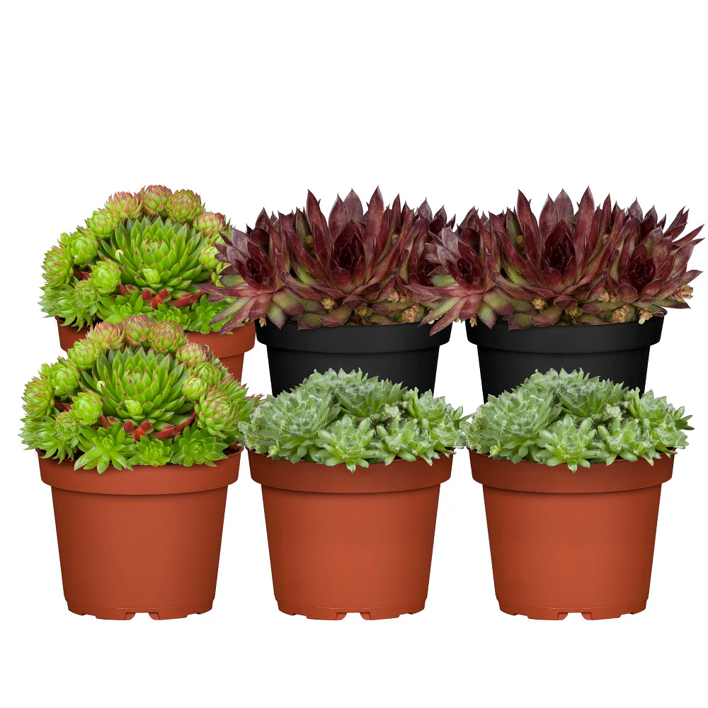Hauswurz-Set