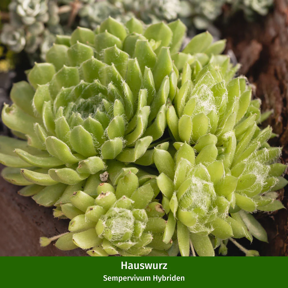 Hauswurz-Set - Image 2