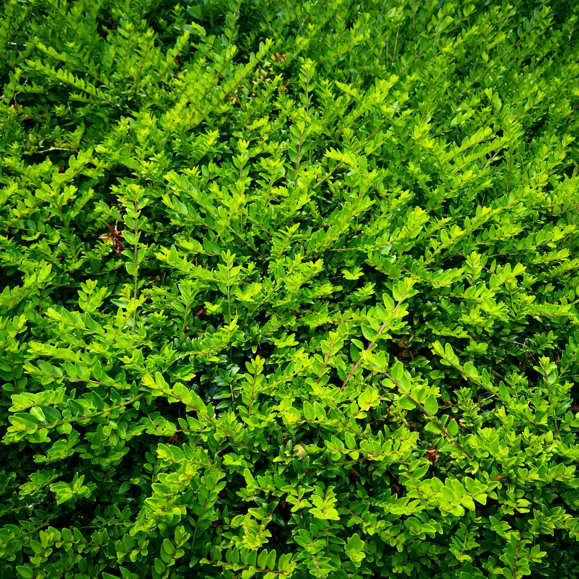 Heckenmyrte 'Maigrün', 12 Pflanzen - Image 3