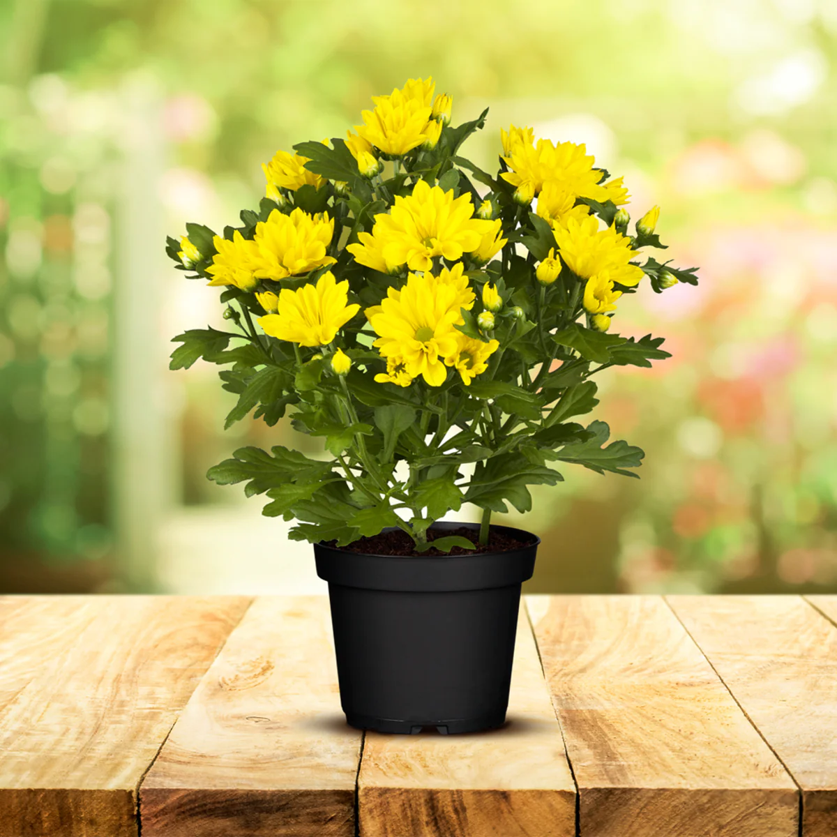 Herbst-Chrysantheme - Image 11