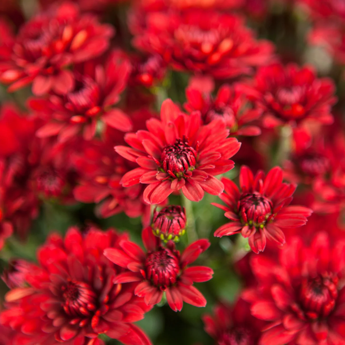 Herbst-Chrysantheme - Image 3