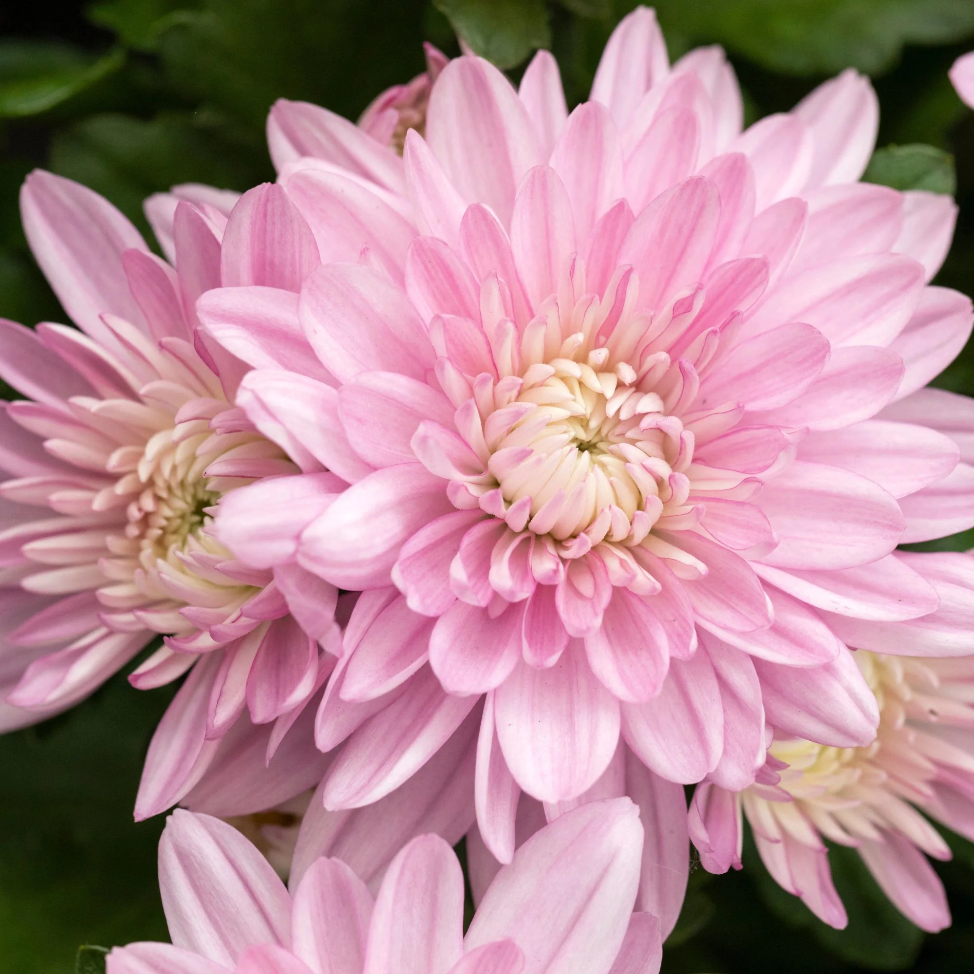 Herbst-Chrysantheme - Image 4