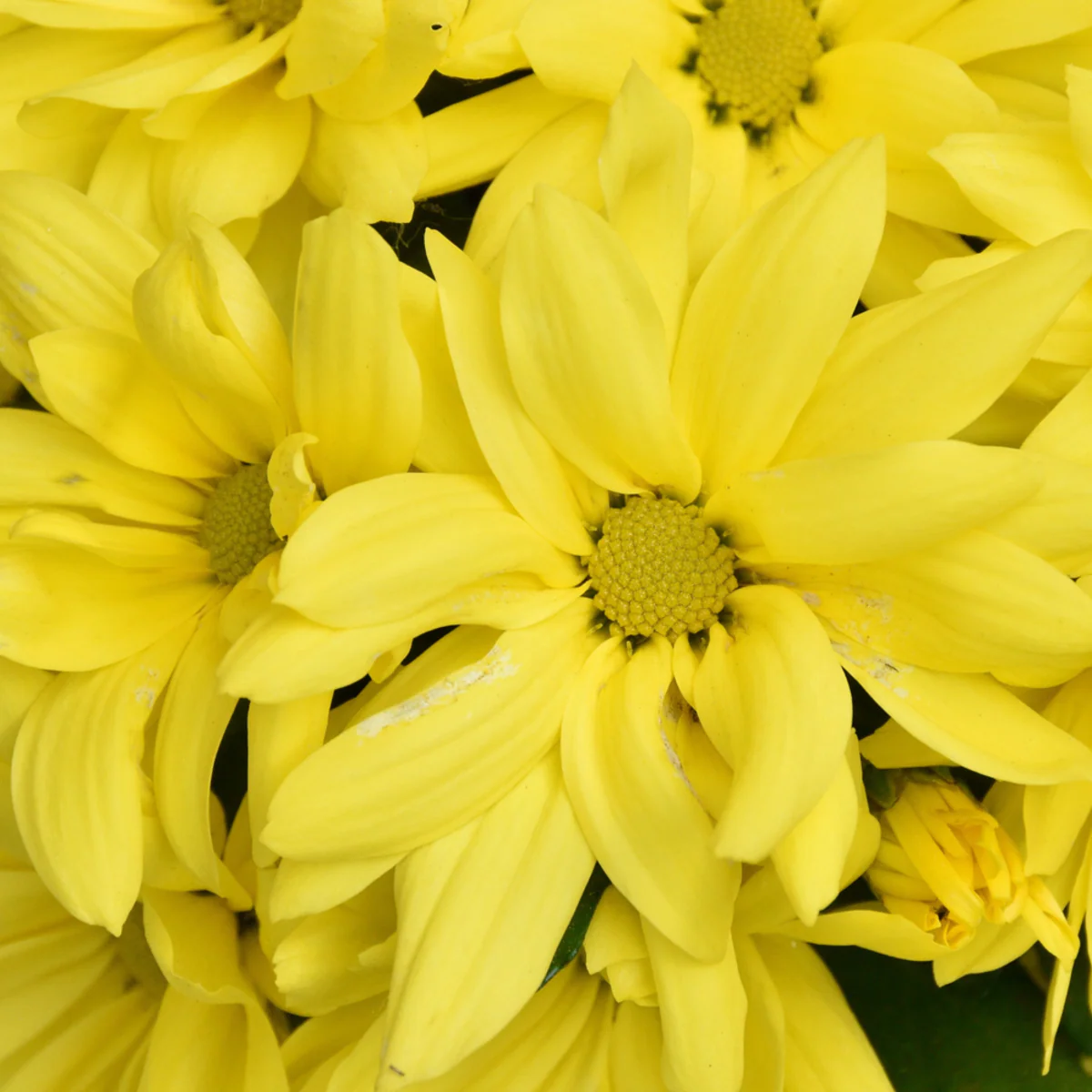 Herbst-Chrysantheme - Image 5